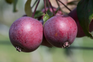 Apfelbaum 'Pixi Rosso'