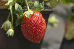 Erdbeere 'Simida'