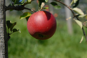 Apfelbaum 'Rajka'